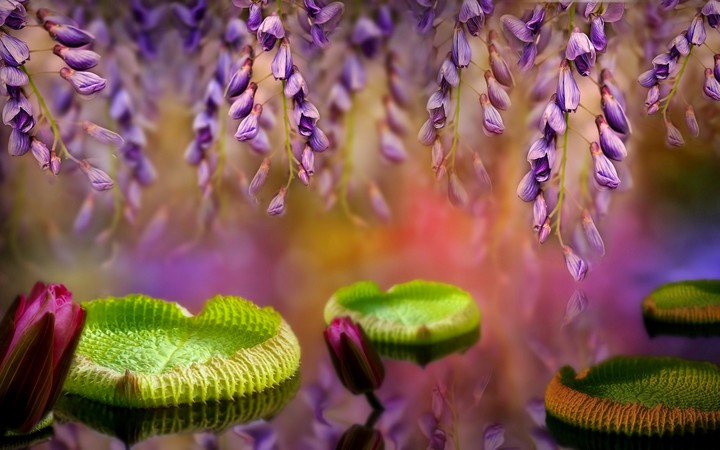 Water lily