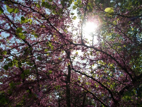 hình nền sakura, sky