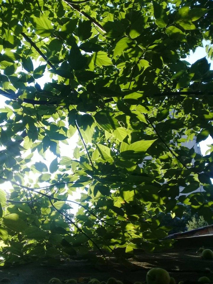лето. июнь