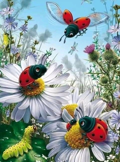 ladybug