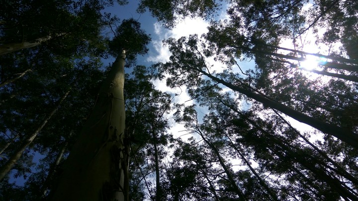 Peace in the woods
