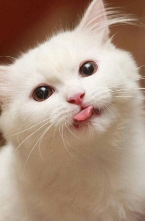 my cute princy