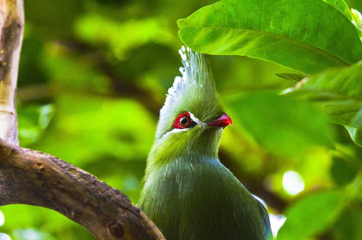 eyes of nature