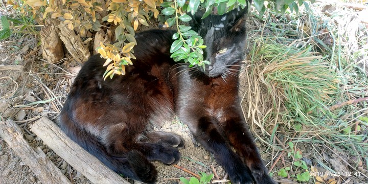 кошка