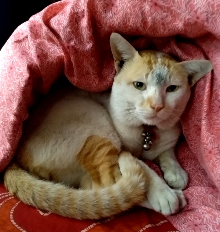 pet