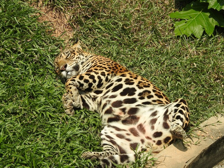 Onça pintada