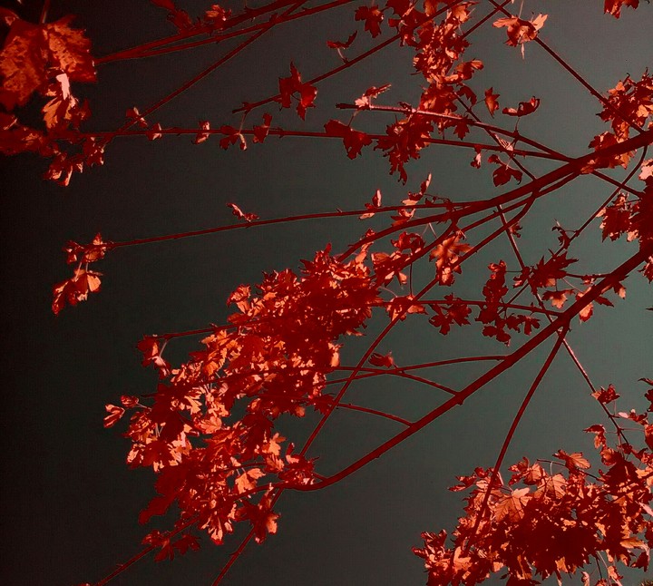 sep colourdmage