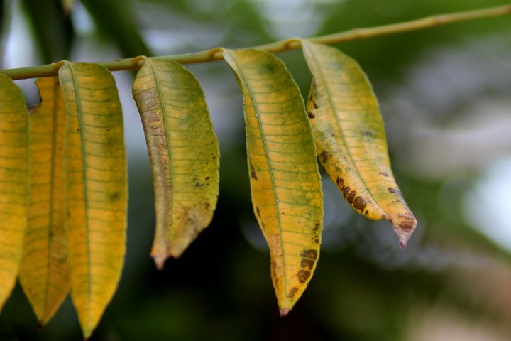 daun