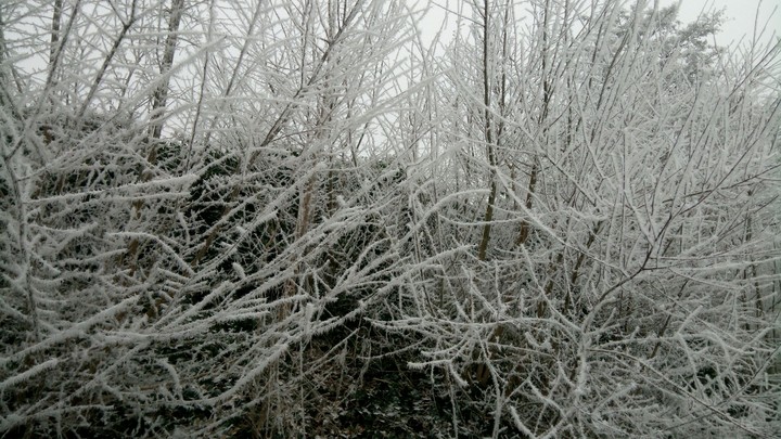 frozen branches