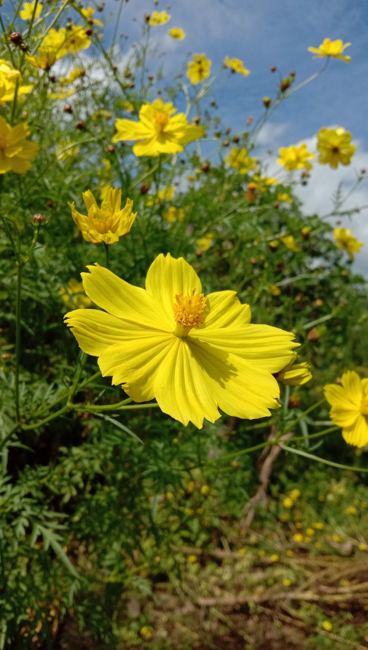 Autumn flower