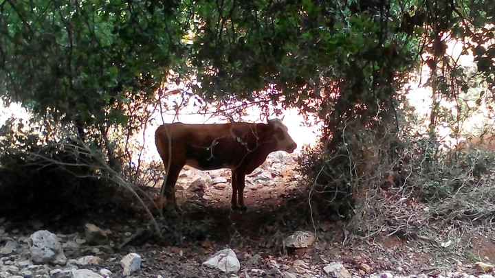 a cow in the brush