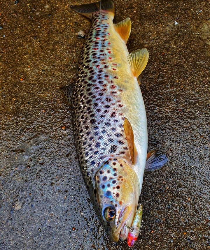 Trout