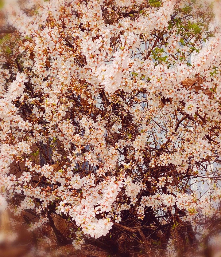 cherry blossom
