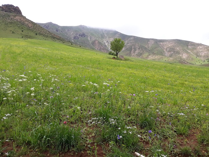 kurdistan