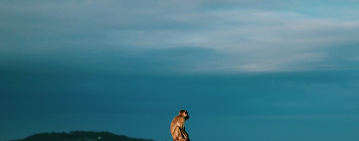 monkey