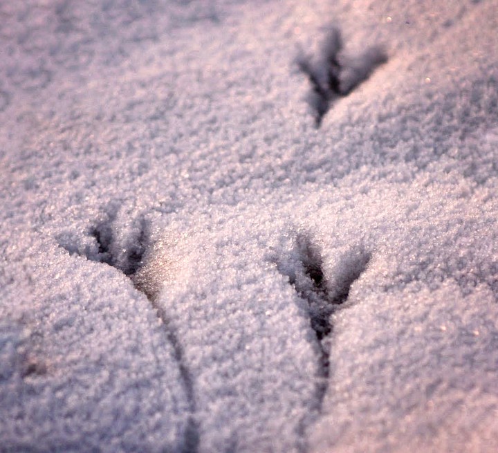 Bird tracks
