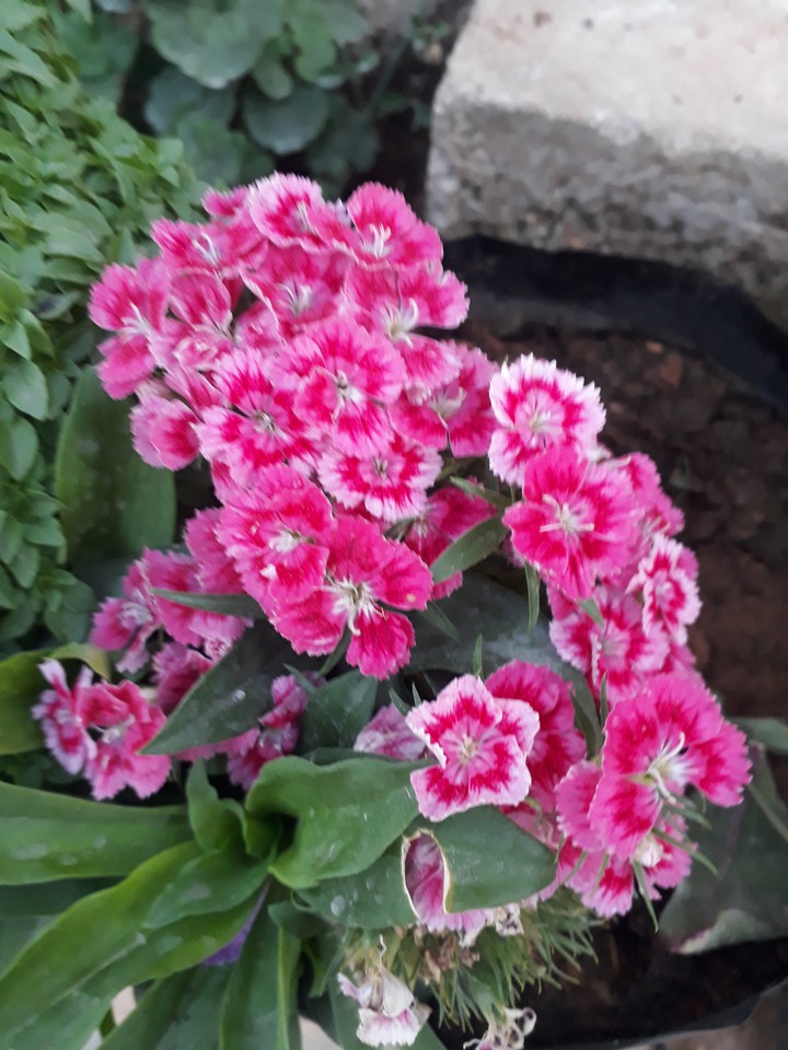 flower