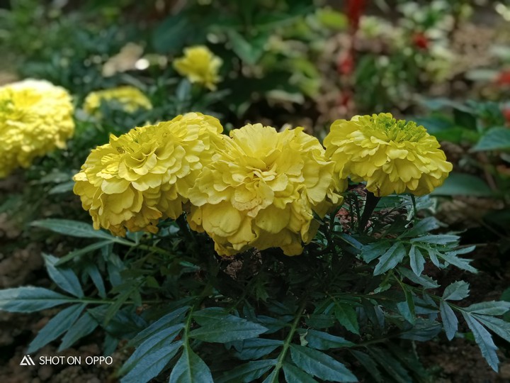 flower