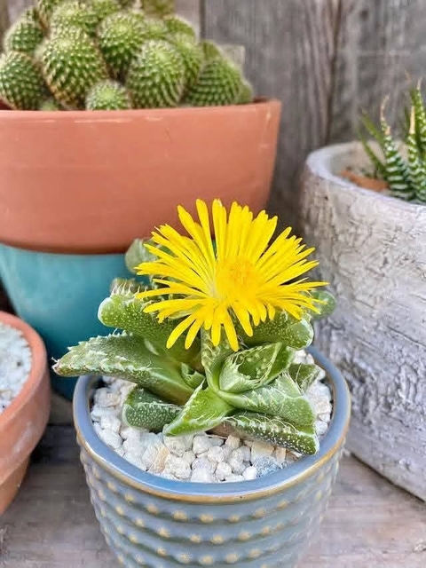 sfondi Cactus, thorns