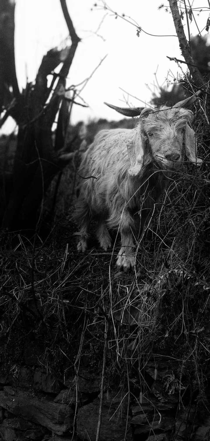 sheep