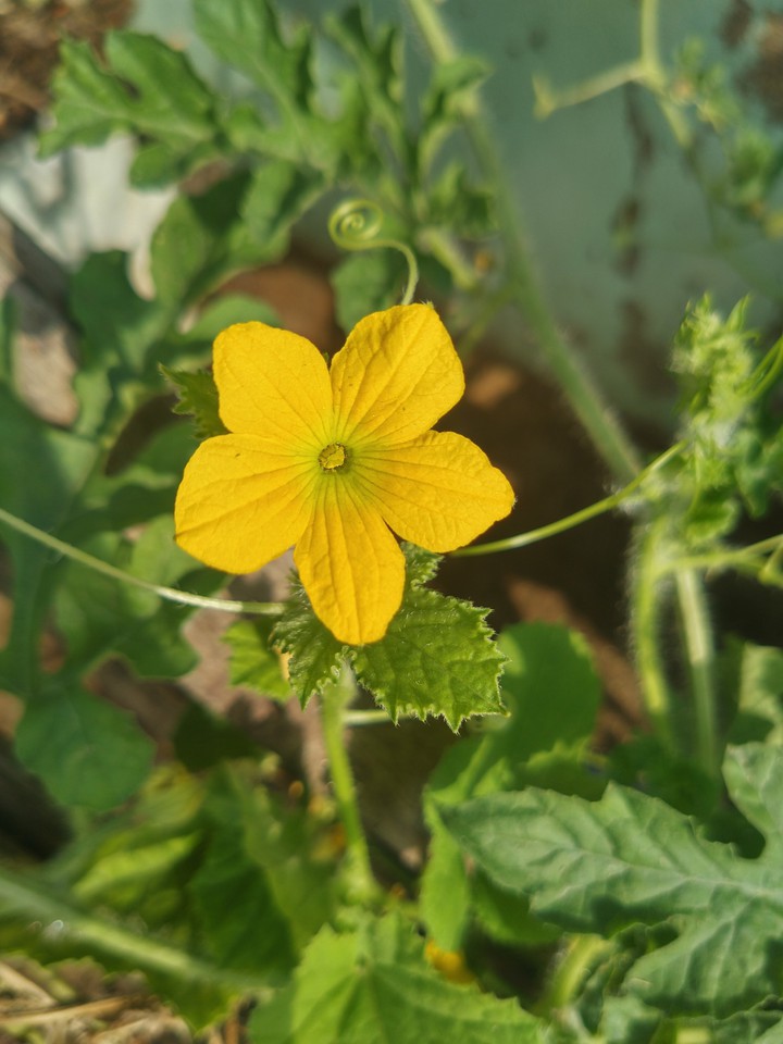 yellow flower