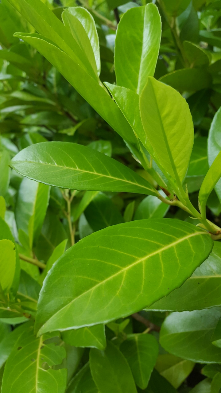 leaf
