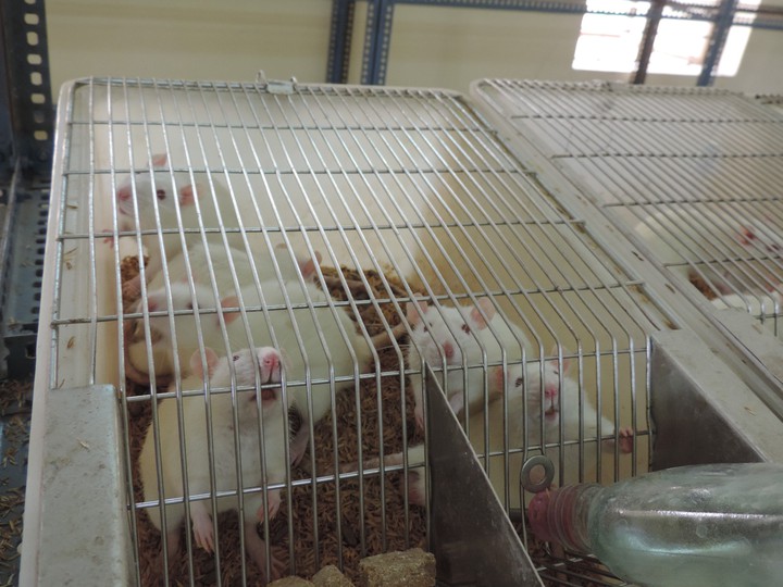 rats