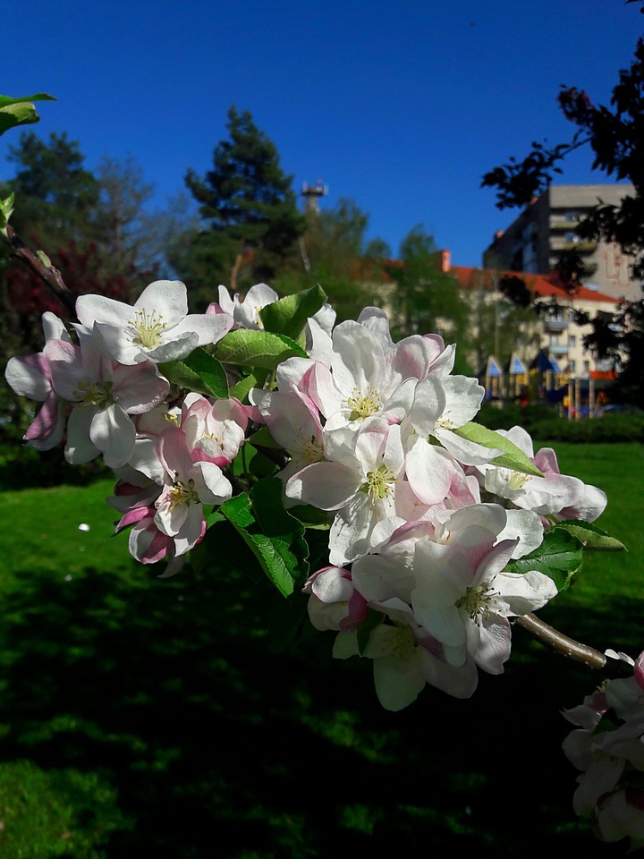 beautiful spring sweet