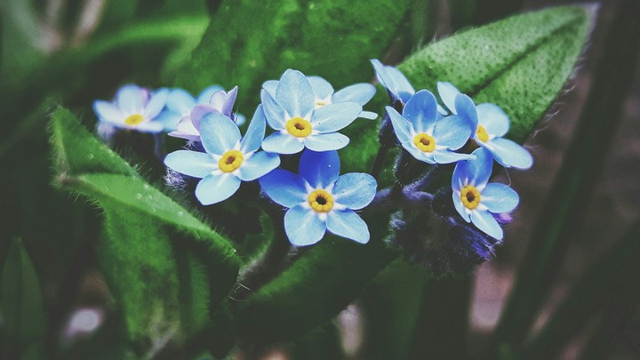 blue flowers