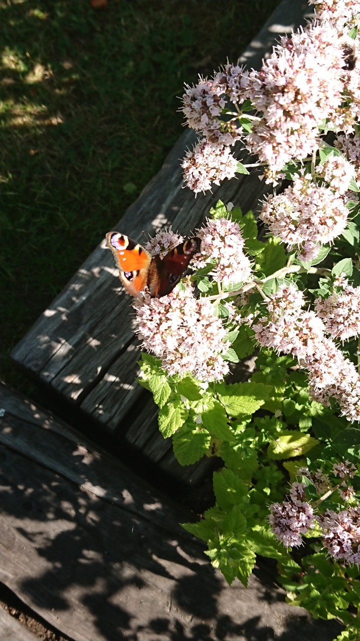 Butterfly in my garden