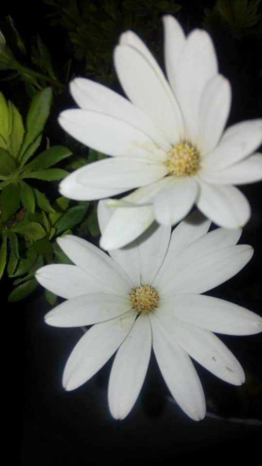flores