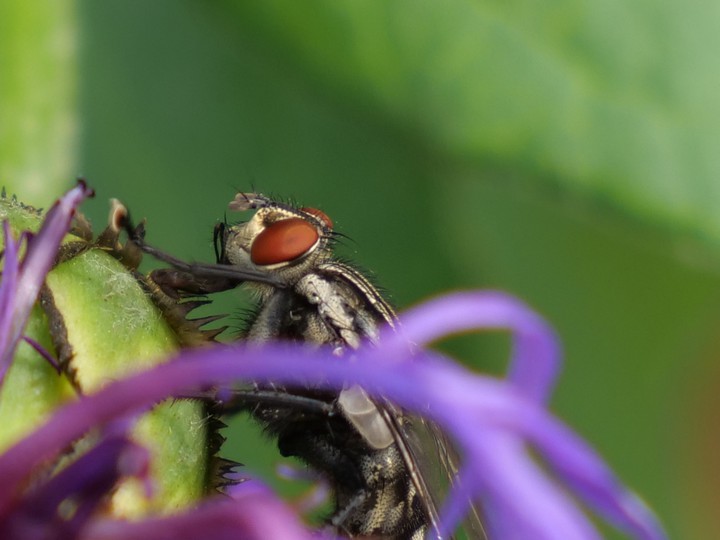 Fliege
