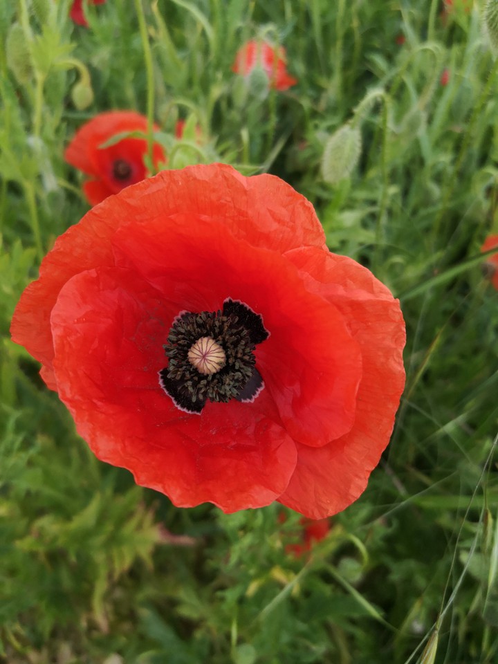 Mohnblüte, Klatschmohn