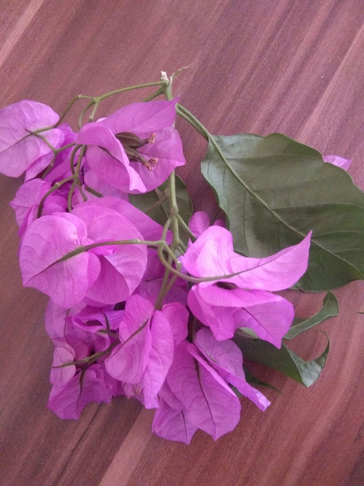 Pink flowers
