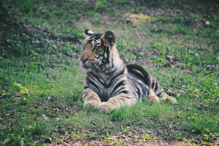 Tiger- Big Cat