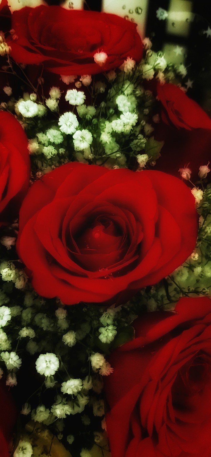 Love Rose