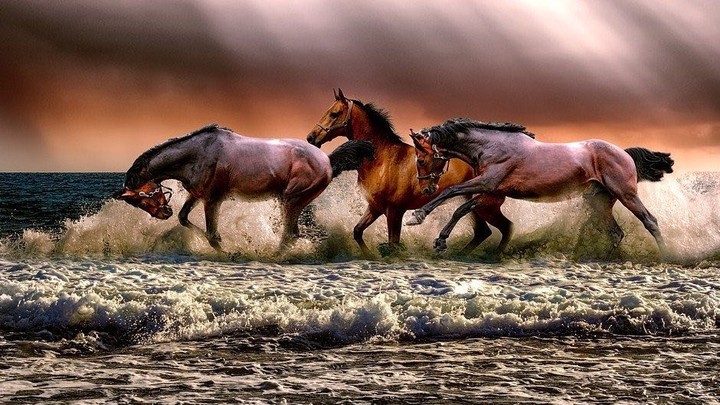 beautiful horse