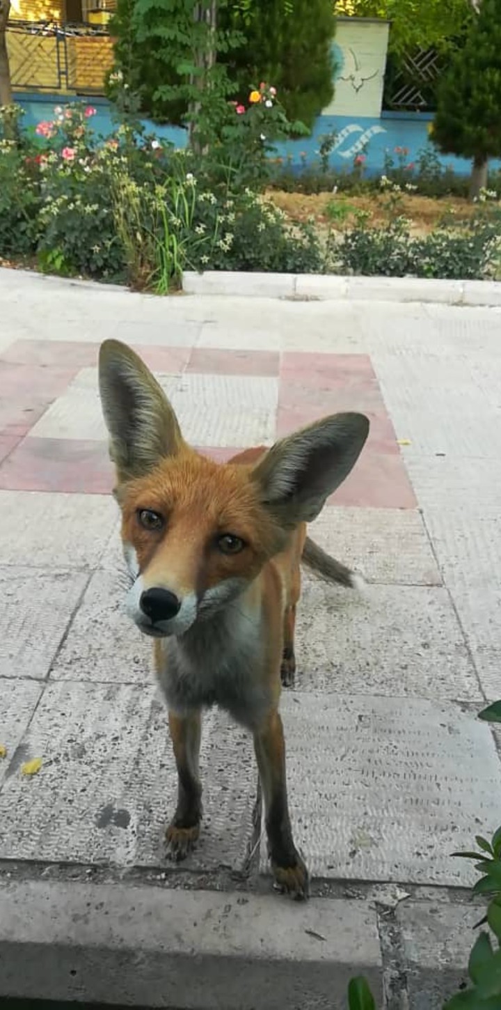 fox