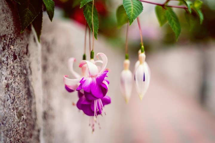 purple and white flower
