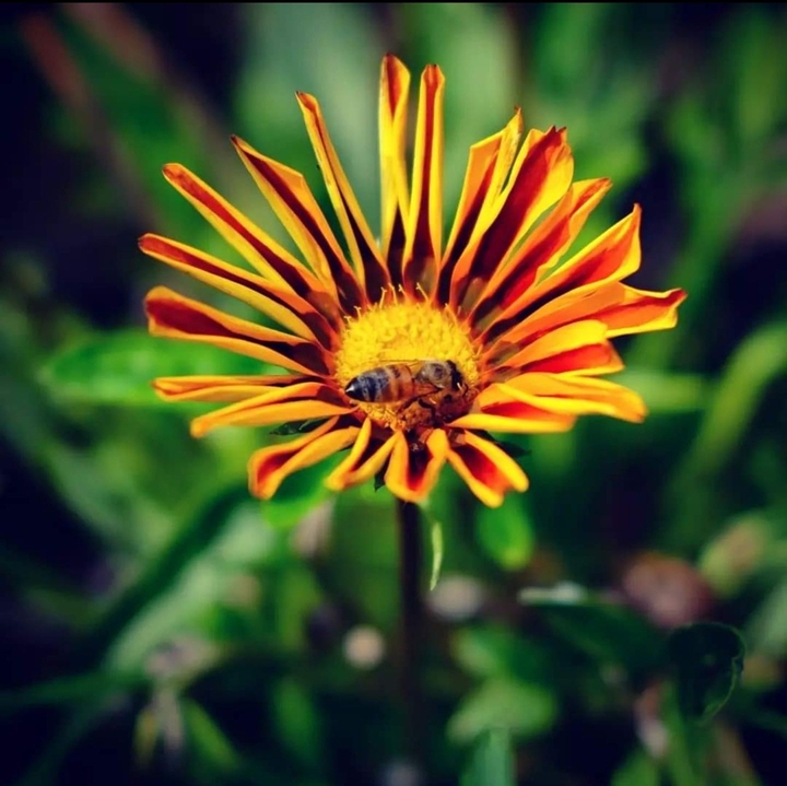 bee
