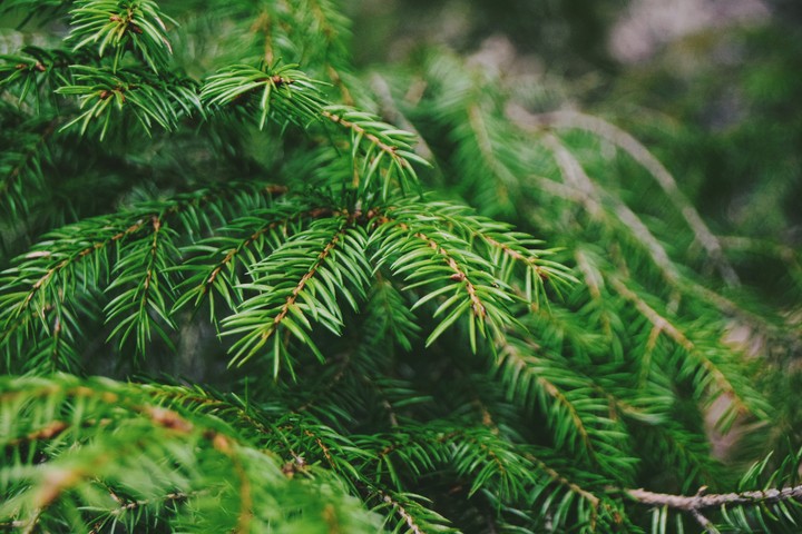 forest