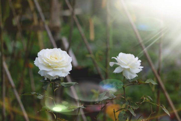 white roses