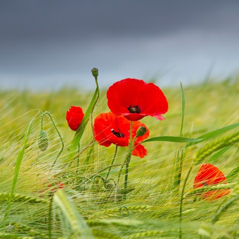 tapety red, flower