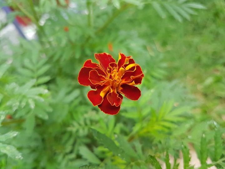 A vibrant flower