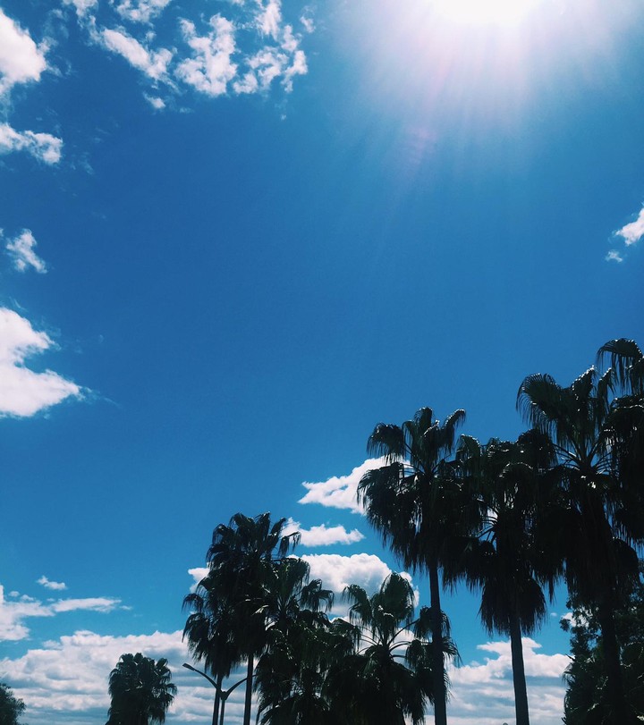 Trees