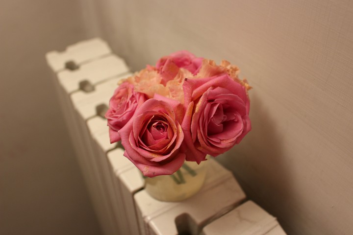 Pink roses