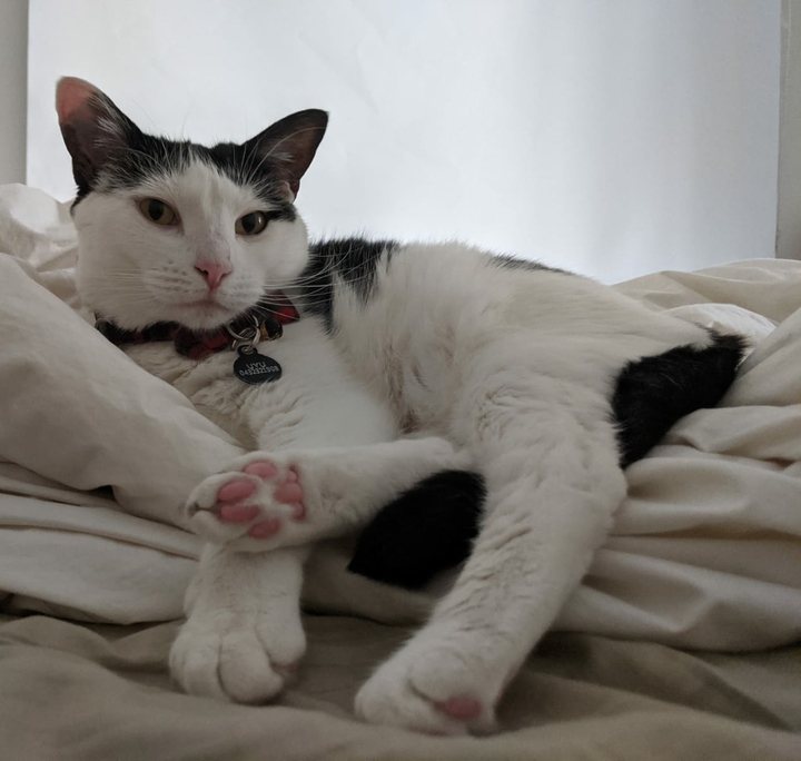 is me again, the model cat