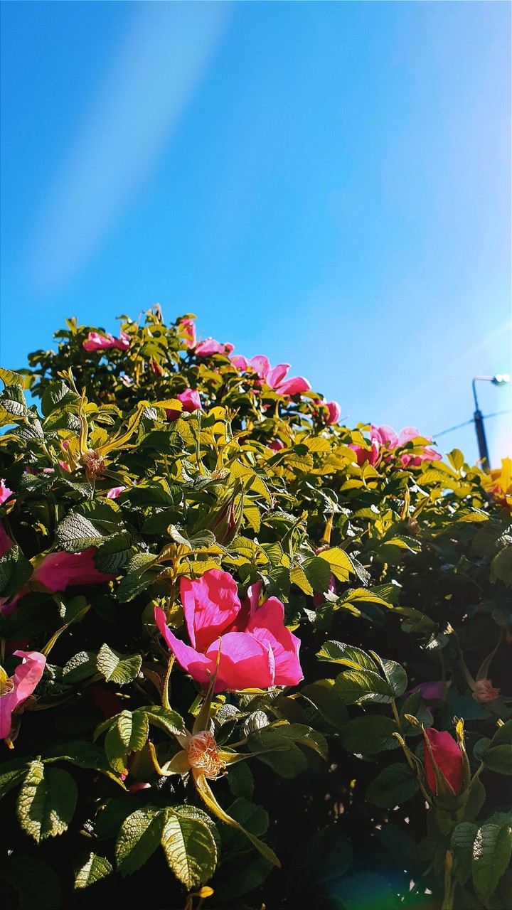 warm summer