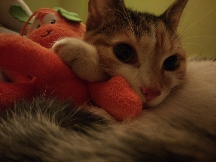 little baby cat