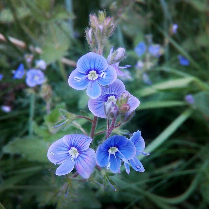 Magic flower